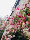 Lush garden of trees with vibrant pink blossoms and a traditional white house in the background Royalty Free Stock Photo