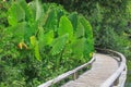 Lush giant bright green Taro leaves Colocasia esculenta or Elephant Ears . Royalty Free Stock Photo