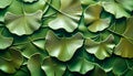 Lush Ginkgo Biloba Leaves Overlapping on Vibrant Green Background Royalty Free Stock Photo