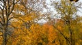 Lush Golden foliage of trees in the Park of Latvia near the town of Sigulda. In the distance you can see Turaida castle Royalty Free Stock Photo