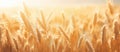 Lush golden wheat fields swaying in the wind during the day with a clear sky Royalty Free Stock Photo