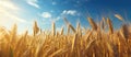 Lush golden wheat fields swaying in the wind during the day with a clear sky Royalty Free Stock Photo