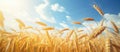 Lush golden wheat fields swaying in the wind during the day with a clear blue sky Royalty Free Stock Photo