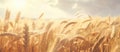 Lush golden wheat fields swaying in the wind during the day with a clear sky Royalty Free Stock Photo