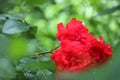 Lush gorgeous red roses on a green natural blur background with copy space Royalty Free Stock Photo
