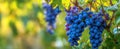 The lush grape clusters glistening in the warm sunlight of the vineyard.AI generated image Royalty Free Stock Photo