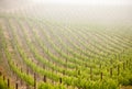 Lush Grape Vineyard in The Morning Sun and Mist