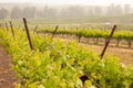 Lush Grape Vineyard in The Morning Sun and Mist