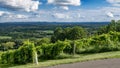Lush grapevines on rolling hills in Virginia wine region Royalty Free Stock Photo