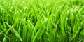 Lush grass closeup