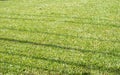 Lush grass field background, grassf ield