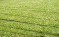 Lush grass field background, grassf ield Royalty Free Stock Photo