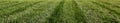 Lush Grass Lawn Mowed in Stripes Background Nature Royalty Free Stock Photo