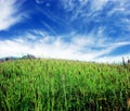 Lush grass and sky