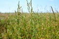 Lush grass on springtime medow on sky. Horizontal photo. Royalty Free Stock Photo