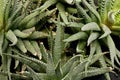 Lush aloe plant close up, background or texture Royalty Free Stock Photo