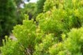 Lush green Australian native flora