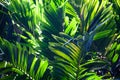 lush green background of tropical leaves