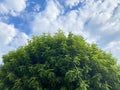 lush green backyard tree cloudscape cumulus clouds heavenly blue sky weather nature backdrop overcast