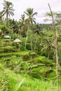 Lush green Bali Terraced Rice Fields Royalty Free Stock Photo