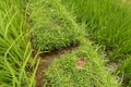 Lush green Balinese rice fields. Irrigation called subak, a trad Royalty Free Stock Photo