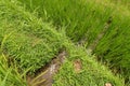 Lush green Balinese rice fields. Irrigation called subak, a trad Royalty Free Stock Photo