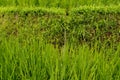 Lush green Balinese rice fields. Irrigation called subak, a trad Royalty Free Stock Photo