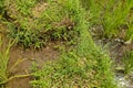 Lush green Balinese rice fields. Irrigation called subak, a trad Royalty Free Stock Photo