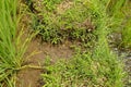 Lush green Balinese rice fields. Irrigation called subak, a trad Royalty Free Stock Photo