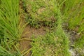 Lush green Balinese rice fields. Irrigation called subak, a trad Royalty Free Stock Photo