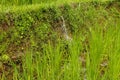 Lush green Balinese rice fields. Irrigation called subak, a trad Royalty Free Stock Photo