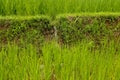 Lush green Balinese rice fields. Irrigation called subak, a trad Royalty Free Stock Photo