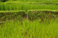 Lush green Balinese rice fields. Irrigation called subak, a trad Royalty Free Stock Photo