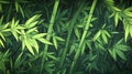 Vibrant Green Bamboo Forest Background with Lush Leaves and Stalks Royalty Free Stock Photo