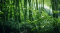 Lust green bamboo forest, Japan Royalty Free Stock Photo