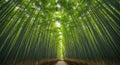 Lush Green Bamboo Forest Path with Sunlight Filtering Through Canopy nature Royalty Free Stock Photo