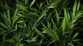 Seamless Rye Grass Texture For Landscape Design