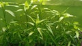 Lush green bamboo plants being sun-kissed. Royalty Free Stock Photo