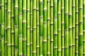 Lush green bamboo stalks wall texture background Royalty Free Stock Photo