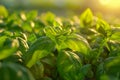 Lush Green Basil Plant Leaves Bathed in Golden Sunlight in a Garden at Sunset, Fresh Herbs Close up with Sun Flare, Agricultural Royalty Free Stock Photo