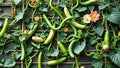 Lush green beans and colorful flowers on a trellis Royalty Free Stock Photo