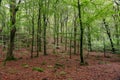 Lush green beech forest in the south end of Sweden Royalty Free Stock Photo