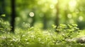 Lush green beech tree leaves thrive in the forest on a sunny day Royalty Free Stock Photo