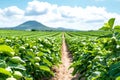 Lush green bell pepper field with mountain view under cloudy sky Royalty Free Stock Photo