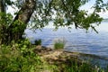 lush green birch trees hanging over Lake Starnberg or Starnberger See in Bernried on sunny May day, Bavaria, Germany