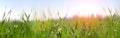 Lush green blades of grass with water drops on meadow close up. Fresh morning dew at sunrise. Royalty Free Stock Photo