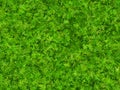 Lush green branchy thorn hi-res backgrounds