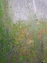 Lush Green and Brown Moss Texture on Damp Concrete Wall Royalty Free Stock Photo