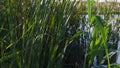 Lush green bulrush growing at lake shore