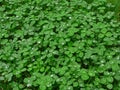 Lush green carpet of clover